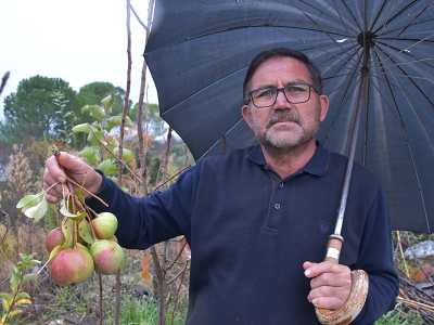 Aralık’ta dalında armut