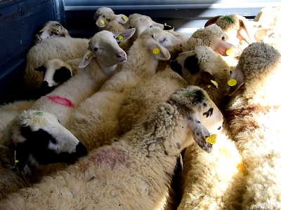 Antalyalı Genç Çiftçiler koyunlarını teslim aldı