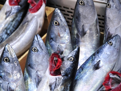 Balıkçılara 8 milyon 200 bin tl destek