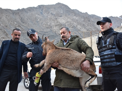 Yaralı dağ keçisine ilk müdahale polisten