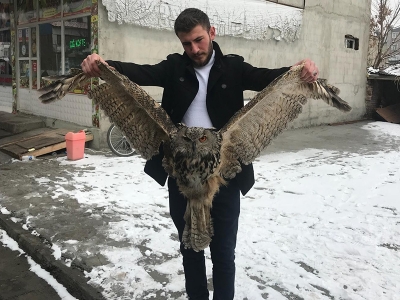 Erzurum’da yaralı baykuş bulundu