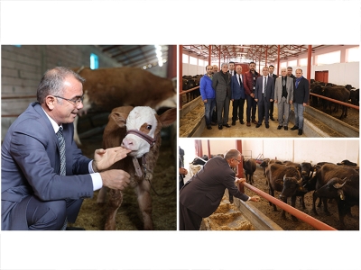 Diyarbakır’da manda sayısını artıracak proje