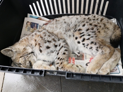 Bitkin halde bulunan yavru vaşak koruma altına alındı