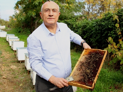 Hastalığa dayanıklı Kafkas arısı ıslah edildi