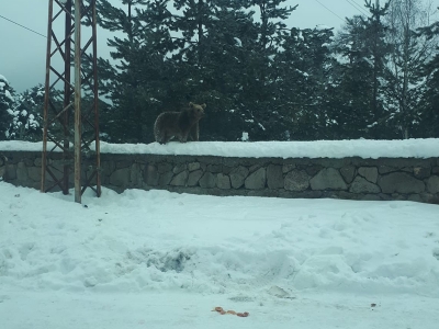 Yavru ayı caddelerde dolaşıp yiyecek aradı