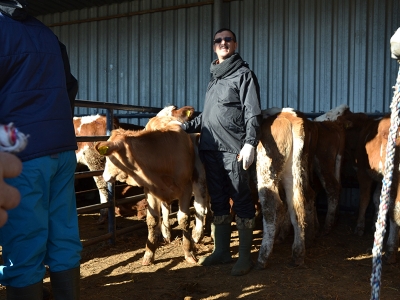 Genç çiftçilere damızlık düve dağıtıldı