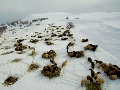 Doğu Anadolu’da besicilerin zorlu kış mesaisi sürüyor