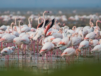Gala Gölü göçmen misafirlerini ağırlıyor