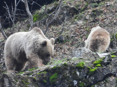 Tunceli’de kış uykusuna yatmayan ayı ve yavrusu görüntülendi