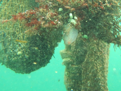 Çanakkale denizi terkedilmiş av araçlarından temizlendi