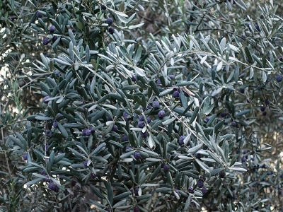 Yusufelililer'in çerezi “ kuzine zeytini”