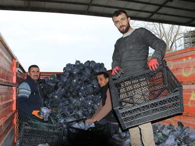 Bafra’da kışlık lahana hasadı sürüyor