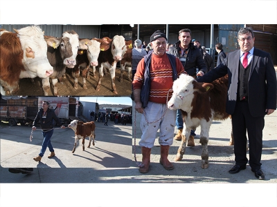 Genç çiftçilere büyükbaş hayvan dağıtımı yapıldı