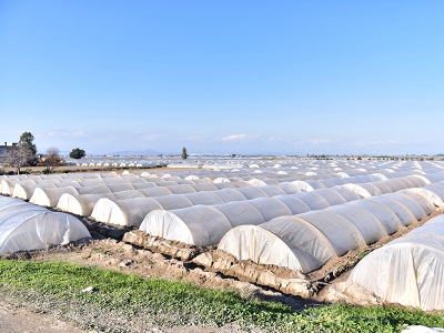 Şiddetli yağışların etkilediği tarlalardaki sular çekiliyor