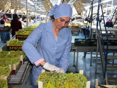 Manisa Alaşehir’den 500 milyon dolarlık meyve sebze ihracı