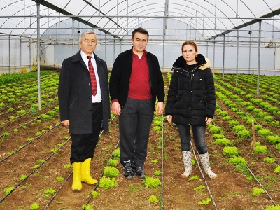 Kıvırcık marul üretiminde Samsun liste başında