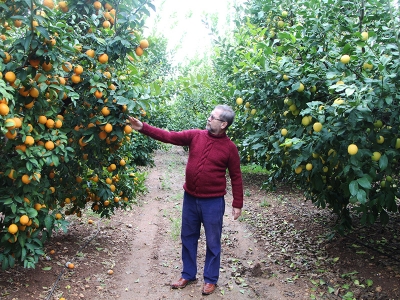 Antalyalı çiftçi turuncu limon üretmeye başladı