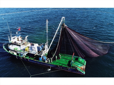 Hamsi göç etti, yerini istavrite bıraktı