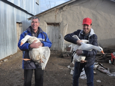 300 yıldır kaz yetiştiriliyor