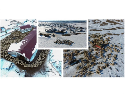 Kayseri’de küçükbaş hayvan sayımı sürüyor