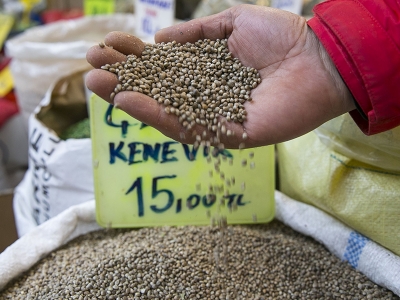 Tokat’ta kenevir heyecanı