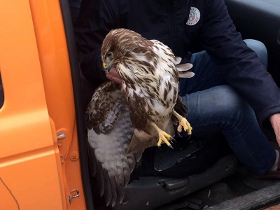 Tedavi edilen atmaca doğaya salındı