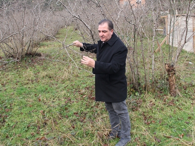 Fındıkta kokarca tehdidi