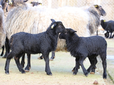 Ukrayna'dan getirilen 50 koyundan 200 yavru dünyaya geldi