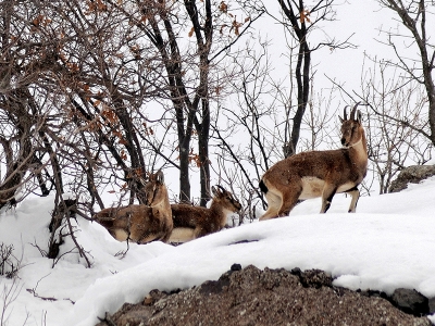 Yaban hayatında ‘av mesaisi’ fotokapana yansıdı