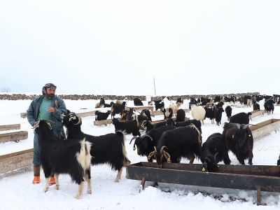Anaç koyun keçi desteği başvuruları yeniden başlıyor