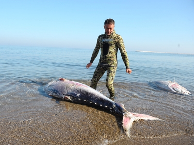 Dev orkinoslar karaya vurdu