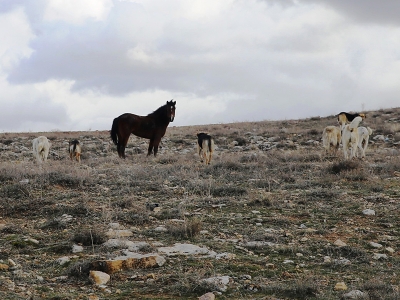 Doğa’dan örnek dostluklar…