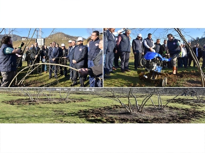 Ordu’da fındıkta verimliliği artırma çalışmaları
