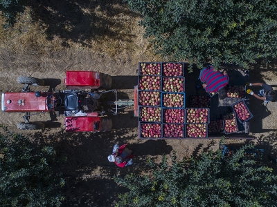 Kayseri Yahyalı’da elma dalında satılıyor