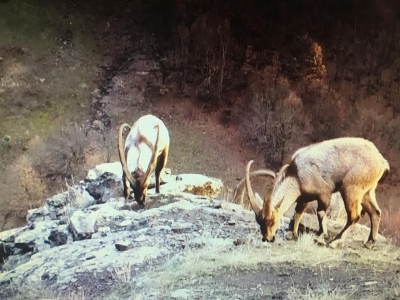 Fotokapanlar yaban hayatını görüntülemeye devam ediyor