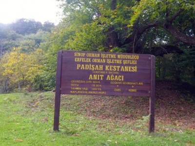 600 yıllık kestane ağacı meyve vermeye devam ediyor