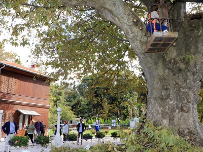Atatürk’ün 400 yaşındaki çınar ağacı bakıma alındı