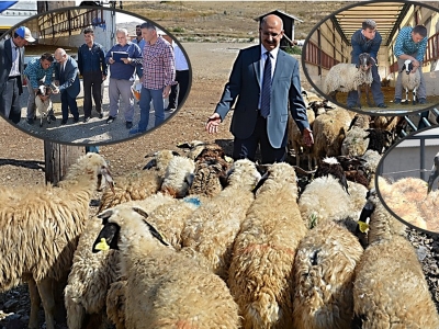 Çankırılı genç çiftçilere hayvancılık desteği