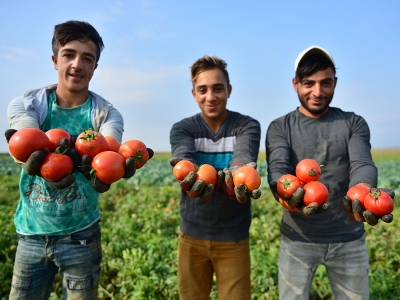 Çanakkale domatesinde lezzet mevsimi