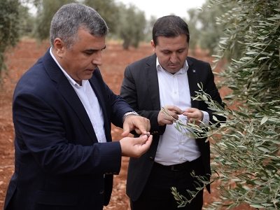 Kilis’te yağışlar zeytine yaradı