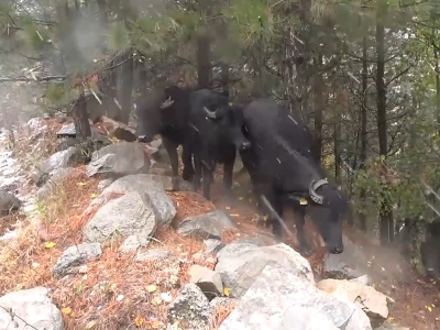Kütahyalı yaylacılar köylerine dönüyor