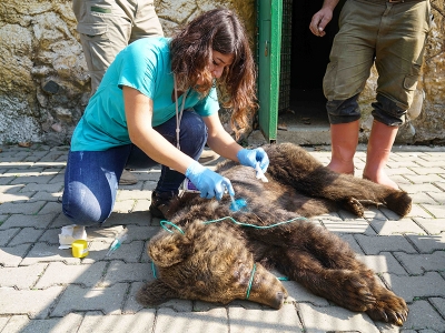 Yaralı “Düşes” Ayı Barınağı’nda güvende