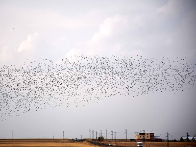 “ Kuşların göç güzergahı: Muş Ovası”