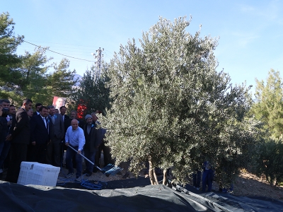 Kahramanmaraş’ta zeytin hasadı başladı