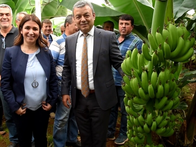 Kepez’de ilk muz hasadı yapıldı