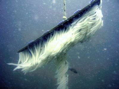 1,5 milyon kalamar yumurtası doğaya kazandırıldı