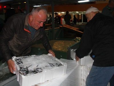 Akçakoca kıyılarında hamsi bereketi