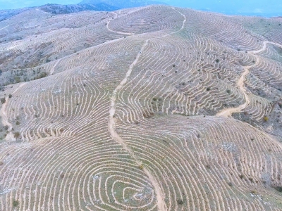 Tarım ve Orman Bakanlığı yeni ormanlar kuruyor