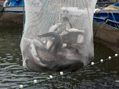 12 bin nüfuslu ilçeden birçok ülkeye balık ihraç ediliyor