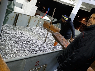 Karadeniz’de balık bolluğu